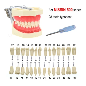 Model zuba, ввинчивающиеся zamjenjive zube, Kompatibilni NISSIN 500 za pripremu Za stomatologije, Trening materijal smole